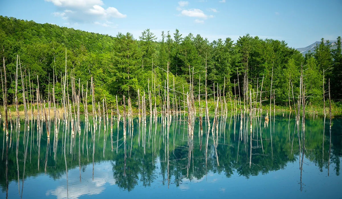 Shirogane Blue Pond